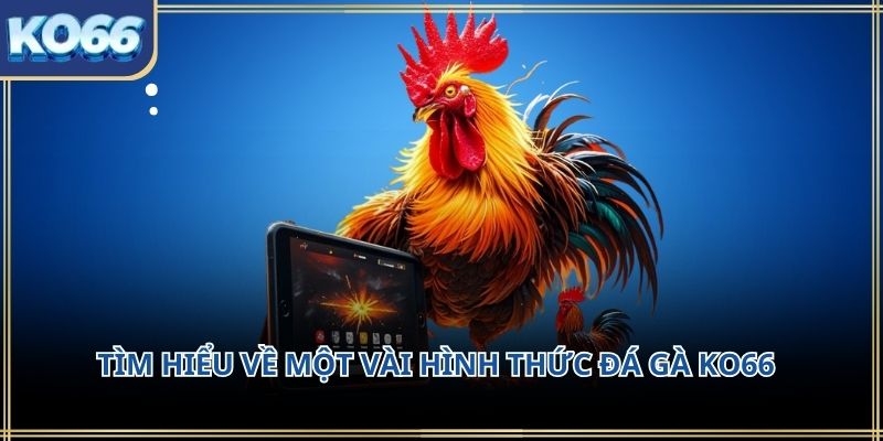 Tìm hiểu về một vài hình thức đá gà KO66
